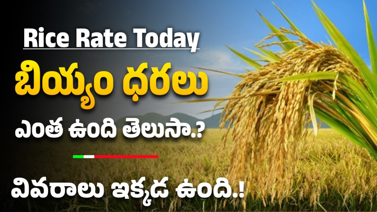 Rice rate today